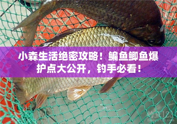 小森生活绝密攻略！鳊鱼鲫鱼爆护点大公开，钓手必看！